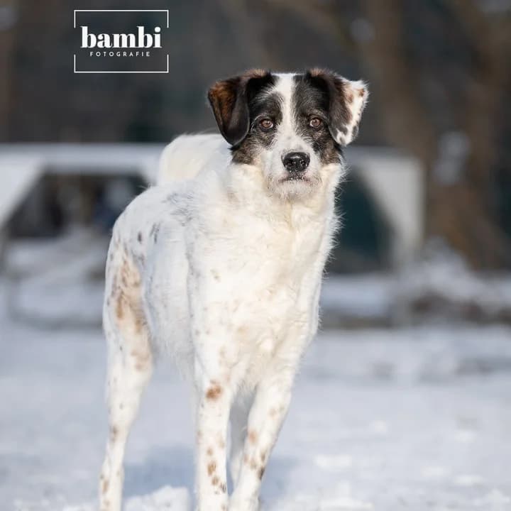 Jule, male Mixed Breed for adoption at BMT Tierheim Pfullingen, Pfullingen — photo 7 of 7