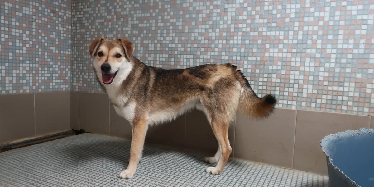 Jury, male 7yo Mixed Breed for adoption at BMT Tierheim Pfullingen, Pfullingen