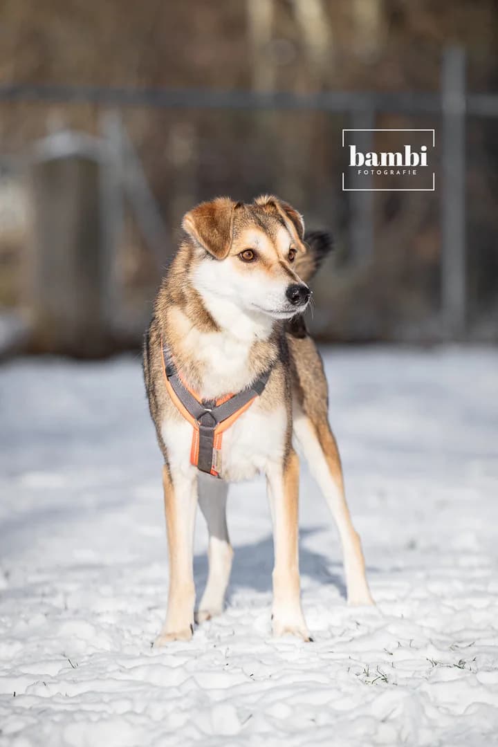 Jury, male Mixed Breed for adoption at BMT Tierheim Pfullingen, Pfullingen — photo 2 of 9