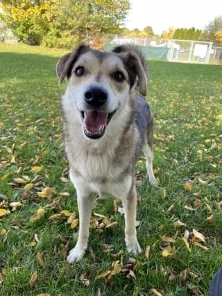Jury, male Mixed Breed for adoption at BMT Tierheim Pfullingen, Pfullingen — photo 3 of 9