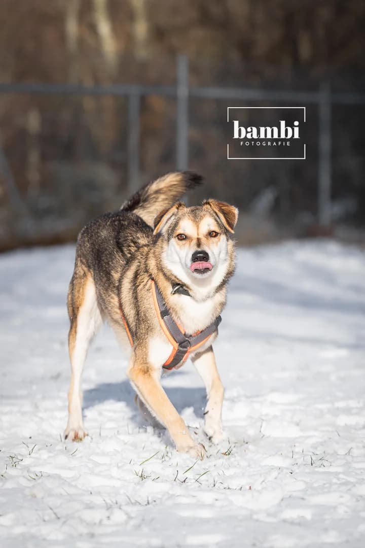 Jury, male Mixed Breed for adoption at BMT Tierheim Pfullingen, Pfullingen — photo 4 of 9