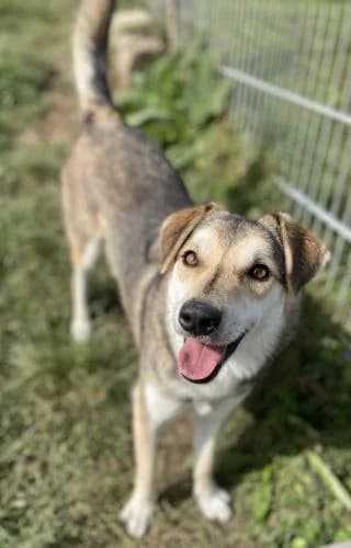 Jury, male Mixed Breed for adoption at BMT Tierheim Pfullingen, Pfullingen — photo 5 of 9