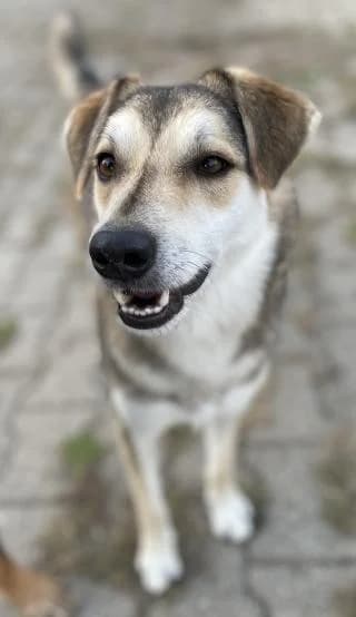 Jury, male Mixed Breed for adoption at BMT Tierheim Pfullingen, Pfullingen — photo 6 of 9