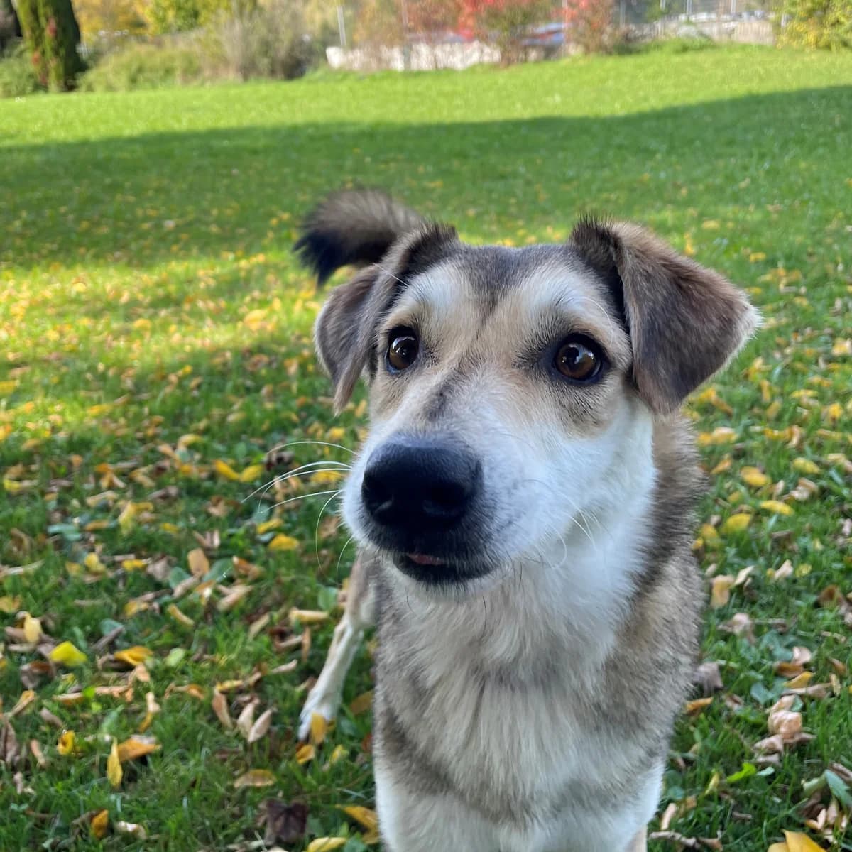 Jury, male Mixed Breed for adoption at BMT Tierheim Pfullingen, Pfullingen — photo 7 of 9