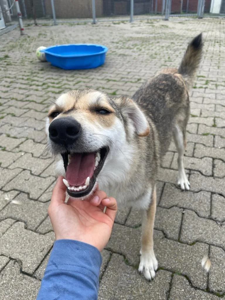 Jury, male Mixed Breed for adoption at BMT Tierheim Pfullingen, Pfullingen — photo 8 of 9