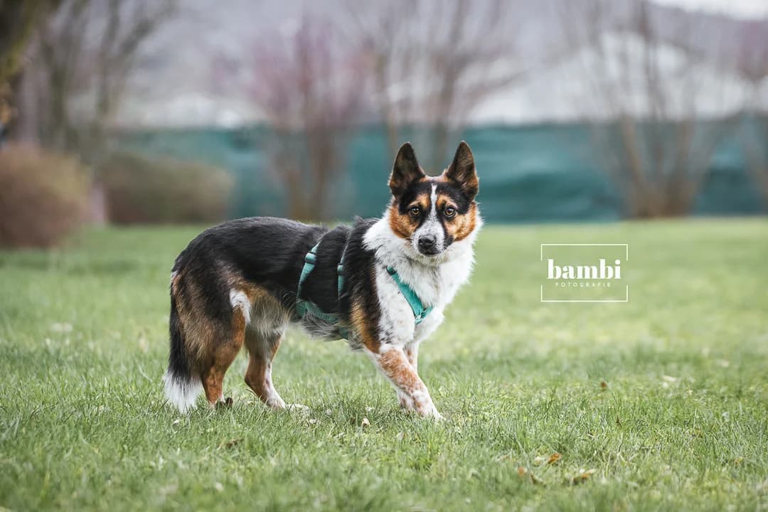 Barry, male 6yo Mixed Breed for adoption at BMT Tierheim Pfullingen, Pfullingen