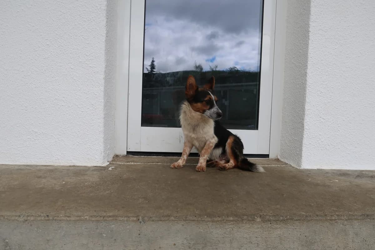 Barry, male Mixed Breed for adoption at BMT Tierheim Pfullingen, Pfullingen — photo 2 of 8