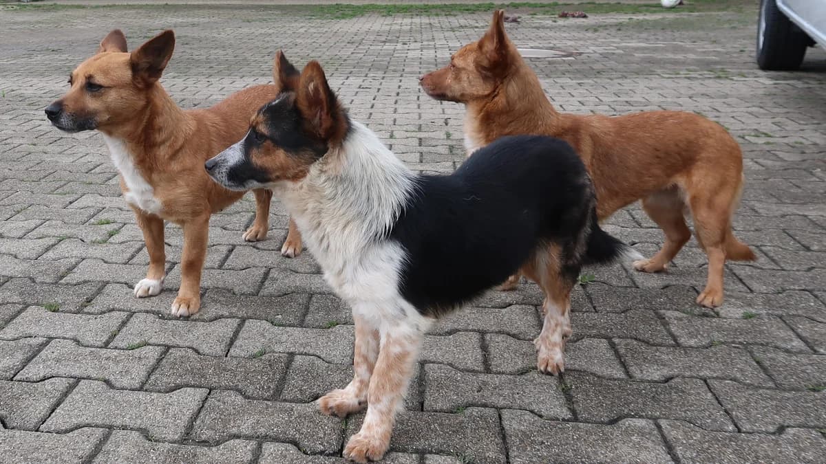 Barry, male Mixed Breed for adoption at BMT Tierheim Pfullingen, Pfullingen — photo 4 of 8
