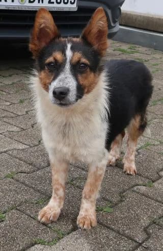 Barry, male Mixed Breed for adoption at BMT Tierheim Pfullingen, Pfullingen — photo 5 of 8