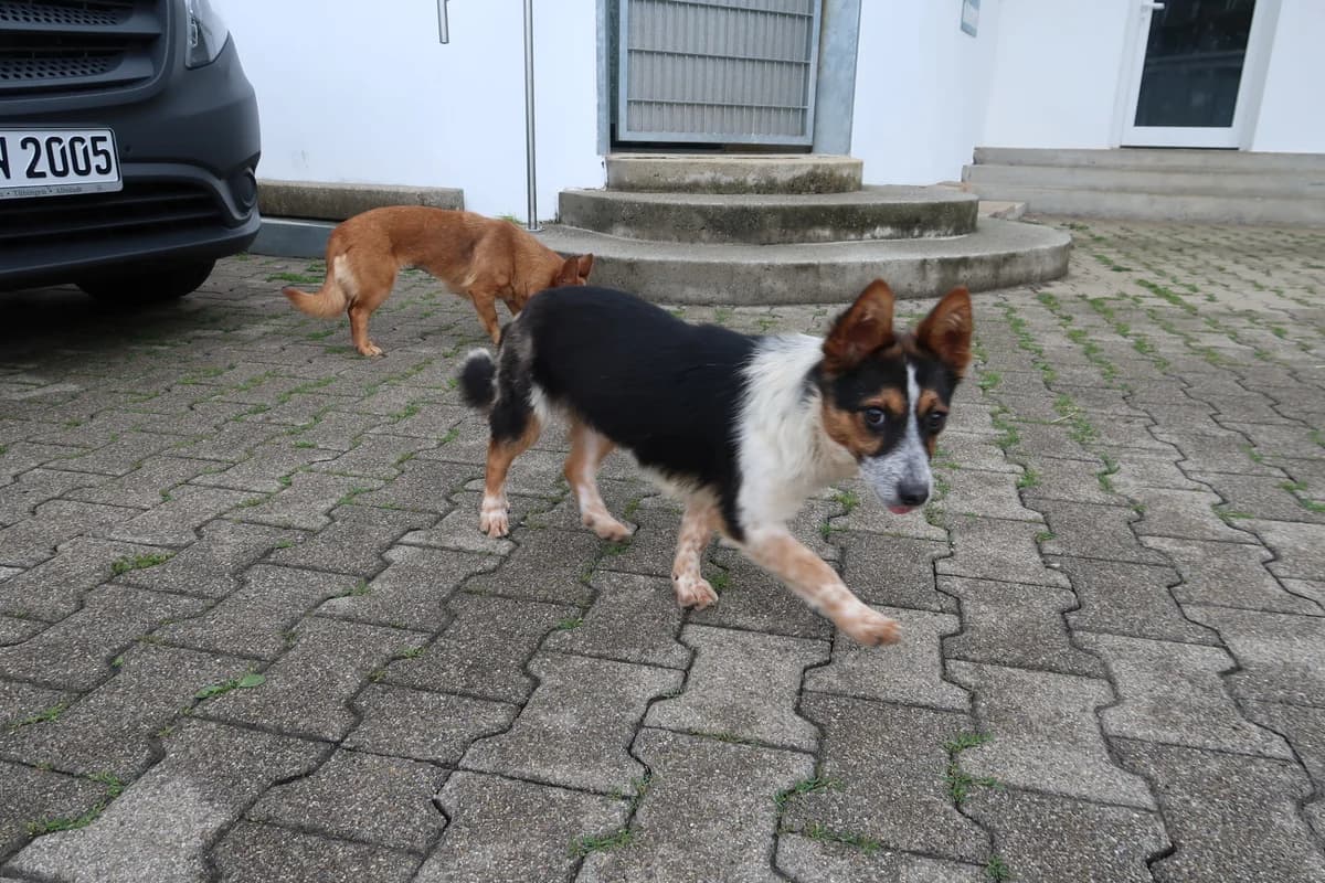 Barry, male Mixed Breed for adoption at BMT Tierheim Pfullingen, Pfullingen — photo 6 of 8