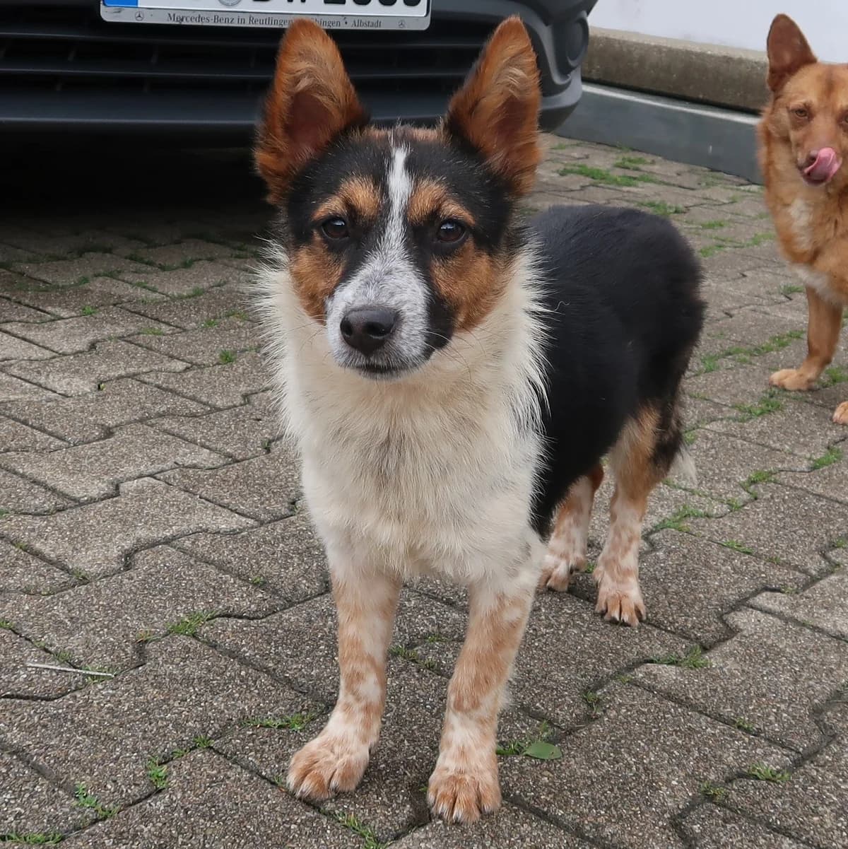 Barry, male Mixed Breed for adoption at BMT Tierheim Pfullingen, Pfullingen — photo 7 of 8