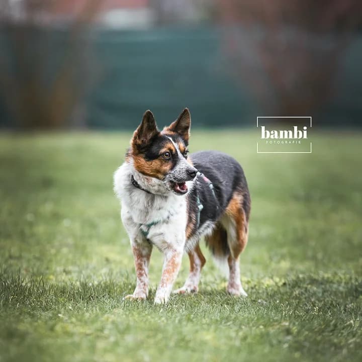 Barry, male Mixed Breed for adoption at BMT Tierheim Pfullingen, Pfullingen — photo 8 of 8