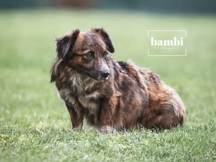 Bela, female 6yo Mixed Breed for adoption at BMT Tierheim Pfullingen, Pfullingen