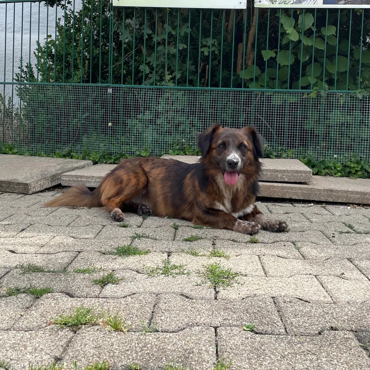 Bela, female Mixed Breed for adoption at BMT Tierheim Pfullingen, Pfullingen — photo 2 of 8