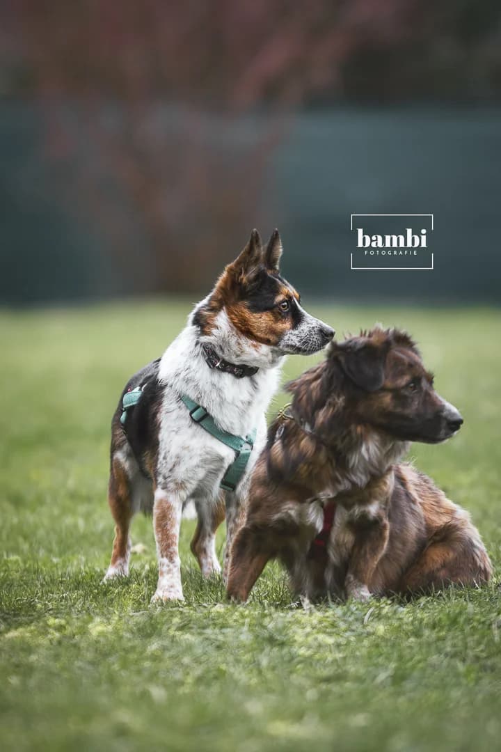 Bela, female Mixed Breed for adoption at BMT Tierheim Pfullingen, Pfullingen — photo 3 of 8
