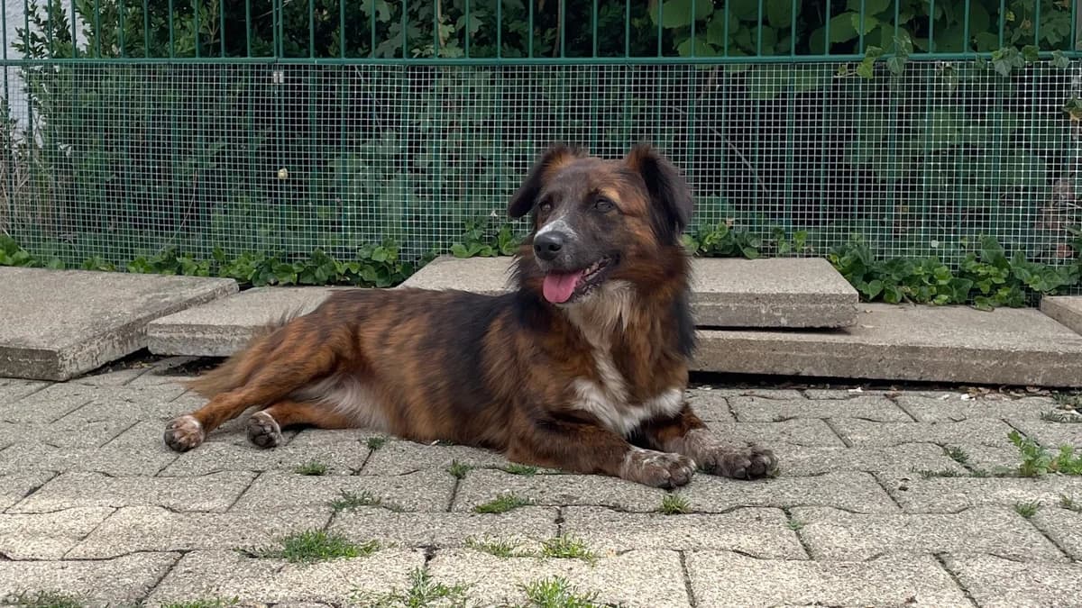 Bela, female Mixed Breed for adoption at BMT Tierheim Pfullingen, Pfullingen — photo 4 of 8