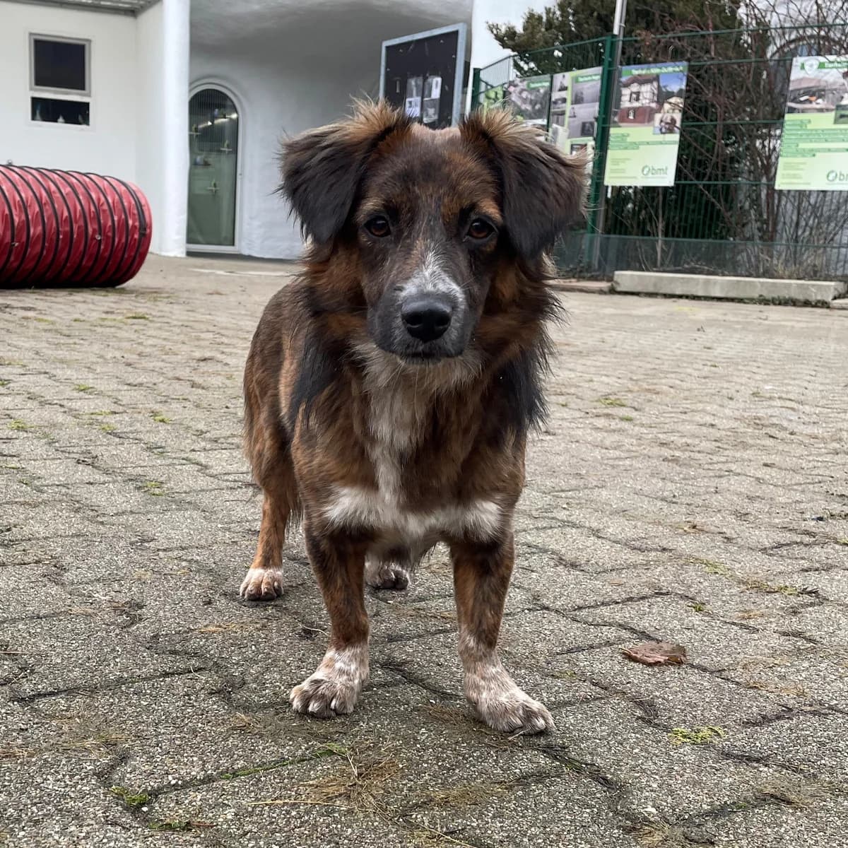 Bela, female Mixed Breed for adoption at BMT Tierheim Pfullingen, Pfullingen — photo 5 of 8