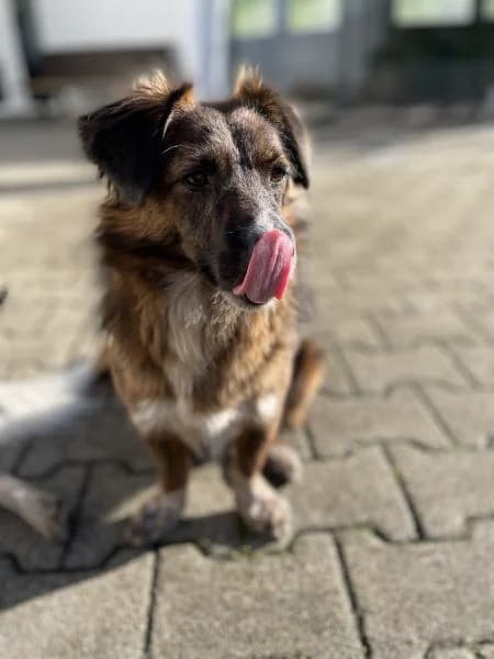 Bela, female Mixed Breed for adoption at BMT Tierheim Pfullingen, Pfullingen — photo 6 of 8