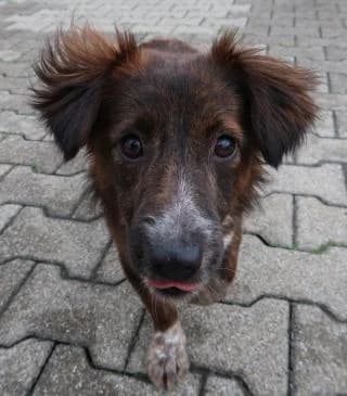 Bela, female Mixed Breed for adoption at BMT Tierheim Pfullingen, Pfullingen — photo 7 of 8