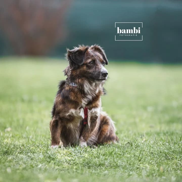 Bela, female Mixed Breed for adoption at BMT Tierheim Pfullingen, Pfullingen — photo 8 of 8