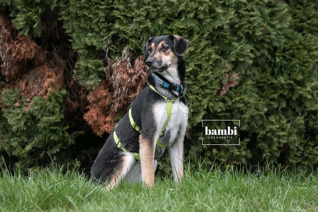 Sierra, female 4yo Mixed Breed for adoption at BMT Tierheim Pfullingen, Pfullingen