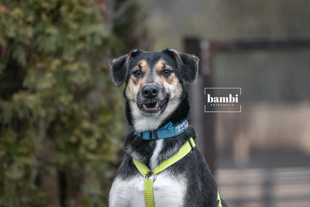 Sierra, female Mixed Breed for adoption at BMT Tierheim Pfullingen, Pfullingen — photo 2 of 6