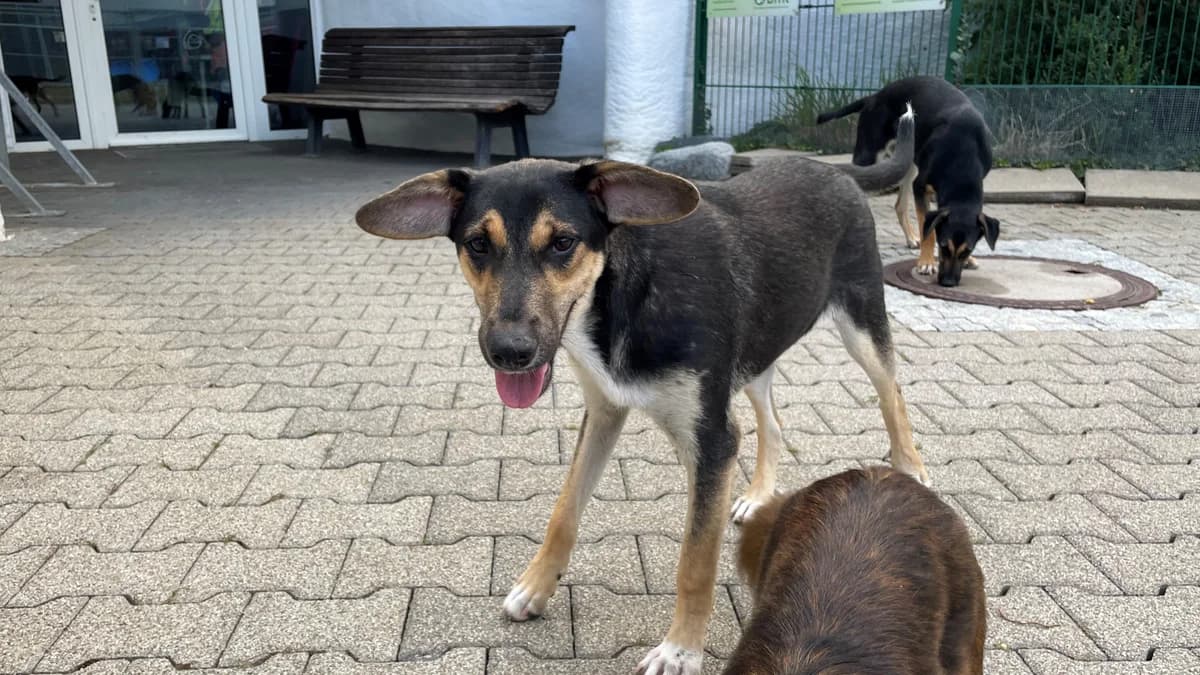 Sierra, female Mixed Breed for adoption at BMT Tierheim Pfullingen, Pfullingen — photo 3 of 6