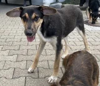 Sierra, female Mixed Breed for adoption at BMT Tierheim Pfullingen, Pfullingen — photo 4 of 6