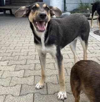 Sierra, female Mixed Breed for adoption at BMT Tierheim Pfullingen, Pfullingen — photo 5 of 6