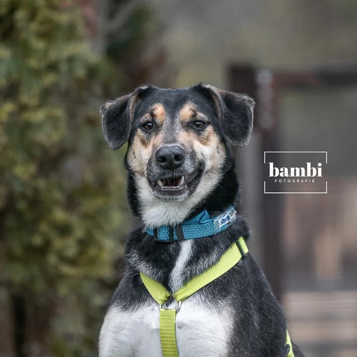 Sierra, female Mixed Breed for adoption at BMT Tierheim Pfullingen, Pfullingen — photo 6 of 6