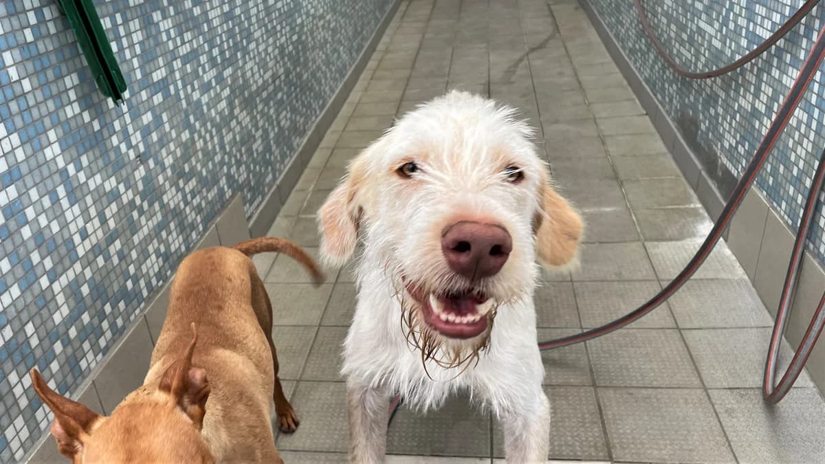 Darti, male 5yo Podenco for adoption at BMT Tierheim Pfullingen, Pfullingen