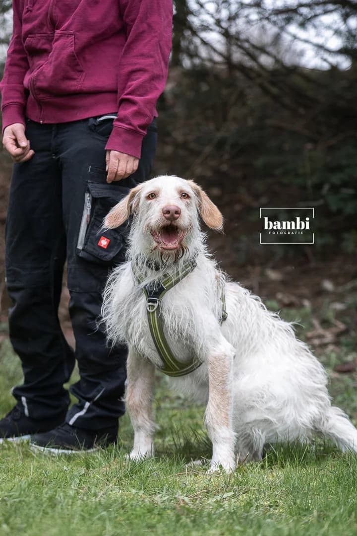 Darti, male Podenco for adoption at BMT Tierheim Pfullingen, Pfullingen — photo 2 of 9