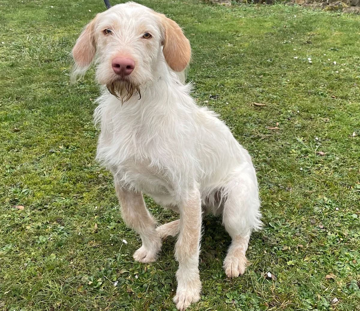 Darti, male Podenco for adoption at BMT Tierheim Pfullingen, Pfullingen — photo 3 of 9