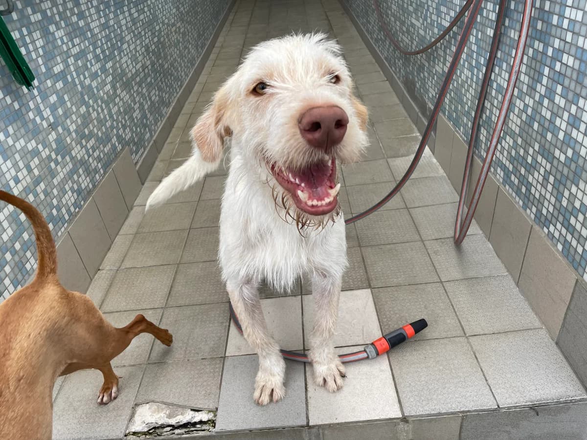 Darti, male Podenco for adoption at BMT Tierheim Pfullingen, Pfullingen — photo 4 of 9