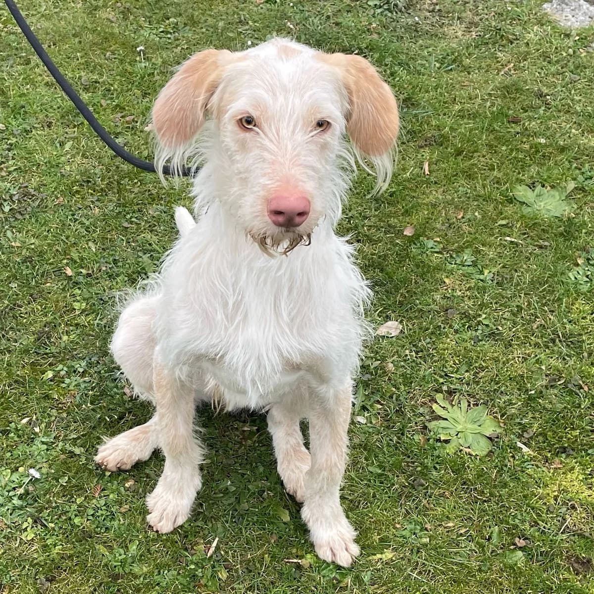 Darti, male Podenco for adoption at BMT Tierheim Pfullingen, Pfullingen — photo 5 of 9