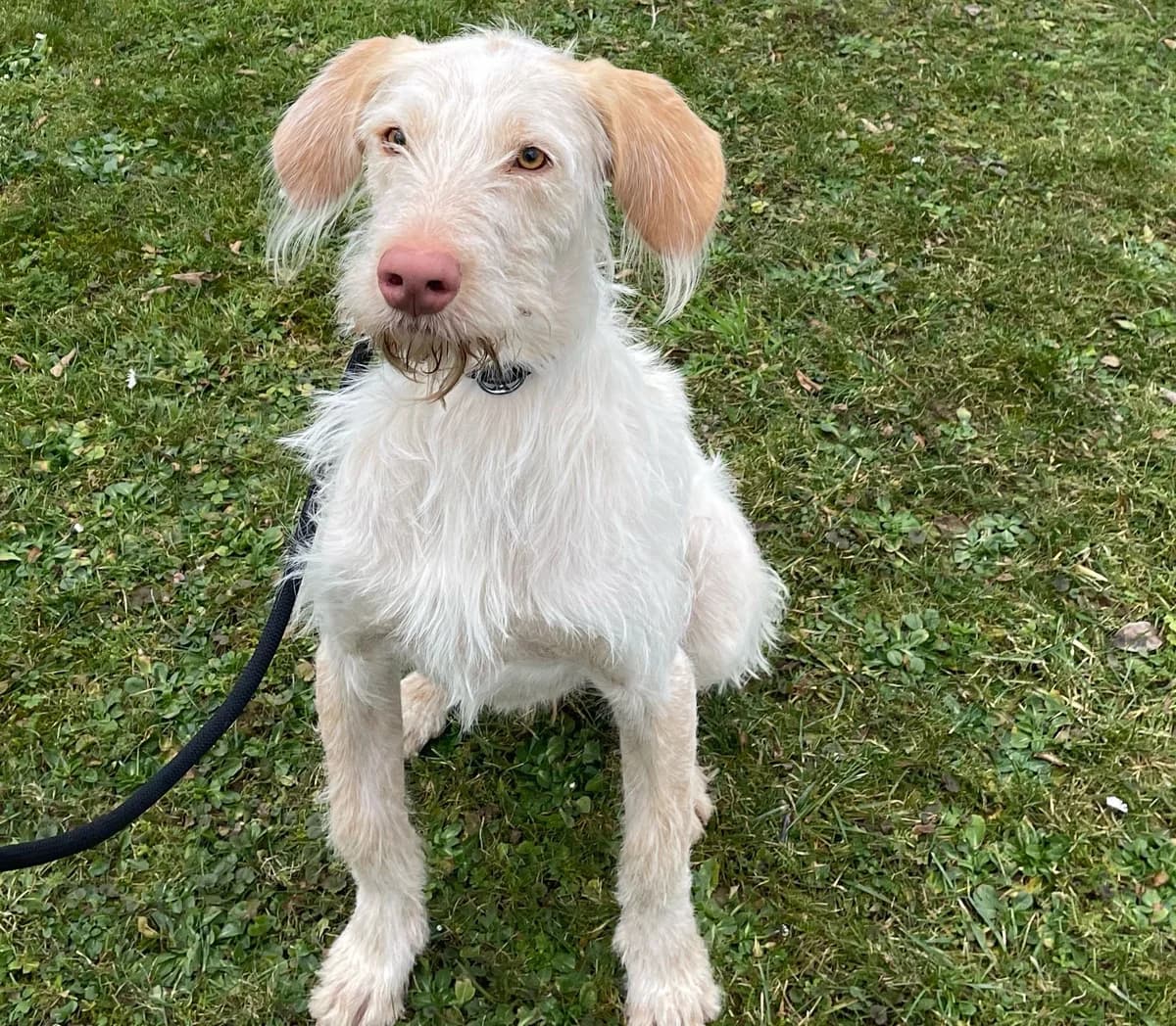 Darti, male Podenco for adoption at BMT Tierheim Pfullingen, Pfullingen — photo 6 of 9