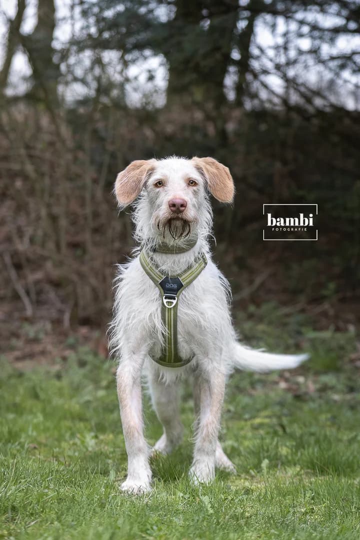 Darti, male Podenco for adoption at BMT Tierheim Pfullingen, Pfullingen — photo 7 of 9