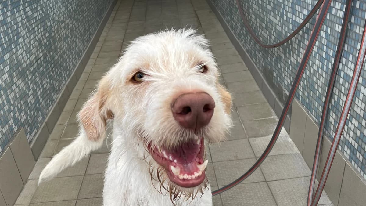 Darti, male Podenco for adoption at BMT Tierheim Pfullingen, Pfullingen — photo 8 of 9