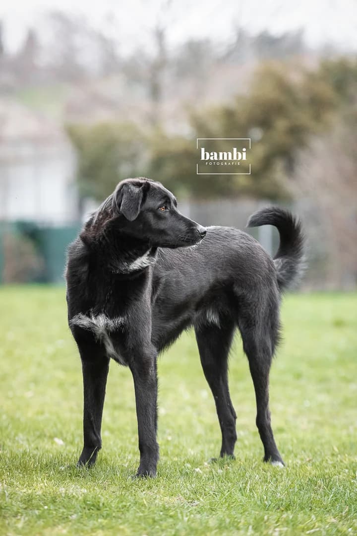 Eric, male Mixed Breed for adoption at BMT Tierheim Pfullingen, Pfullingen