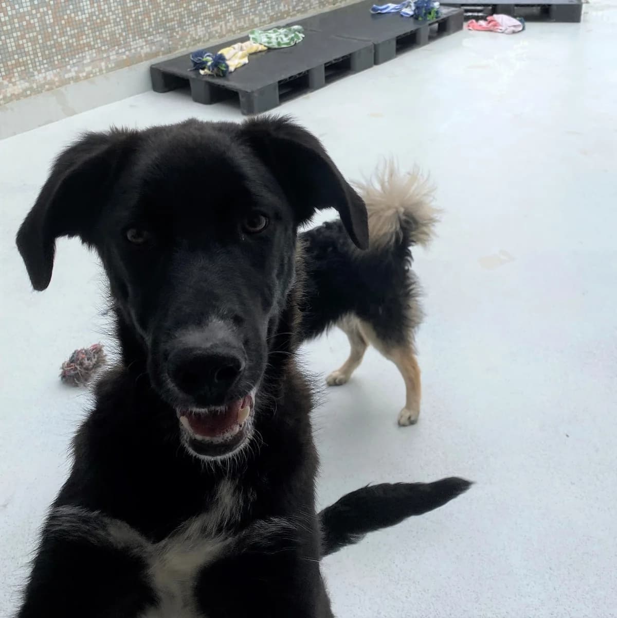 Eric, male Mixed Breed for adoption at BMT Tierheim Pfullingen, Pfullingen — photo 2 of 9