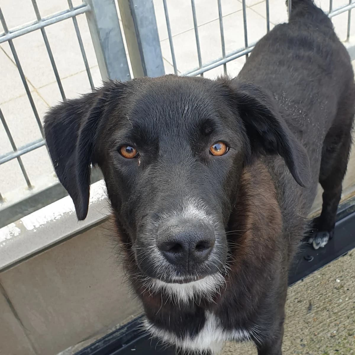 Eric, male Mixed Breed for adoption at BMT Tierheim Pfullingen, Pfullingen — photo 3 of 9