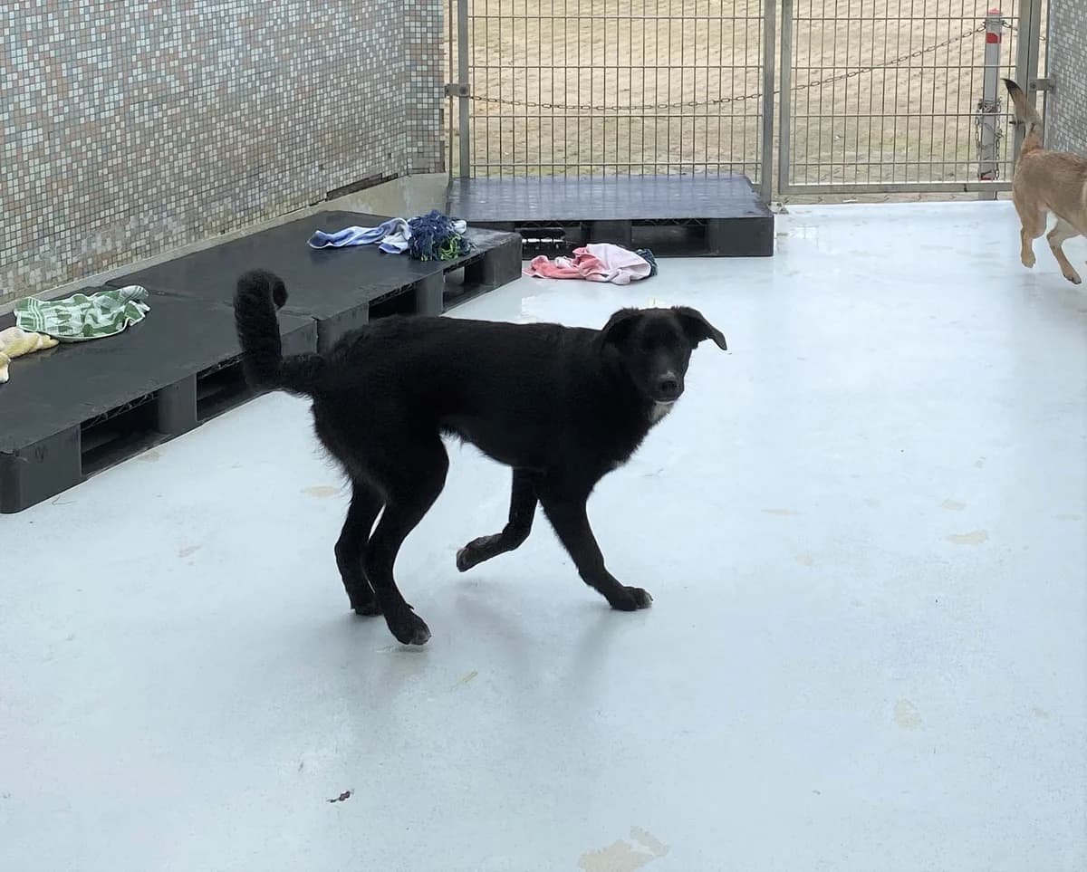 Eric, male Mixed Breed for adoption at BMT Tierheim Pfullingen, Pfullingen — photo 4 of 9