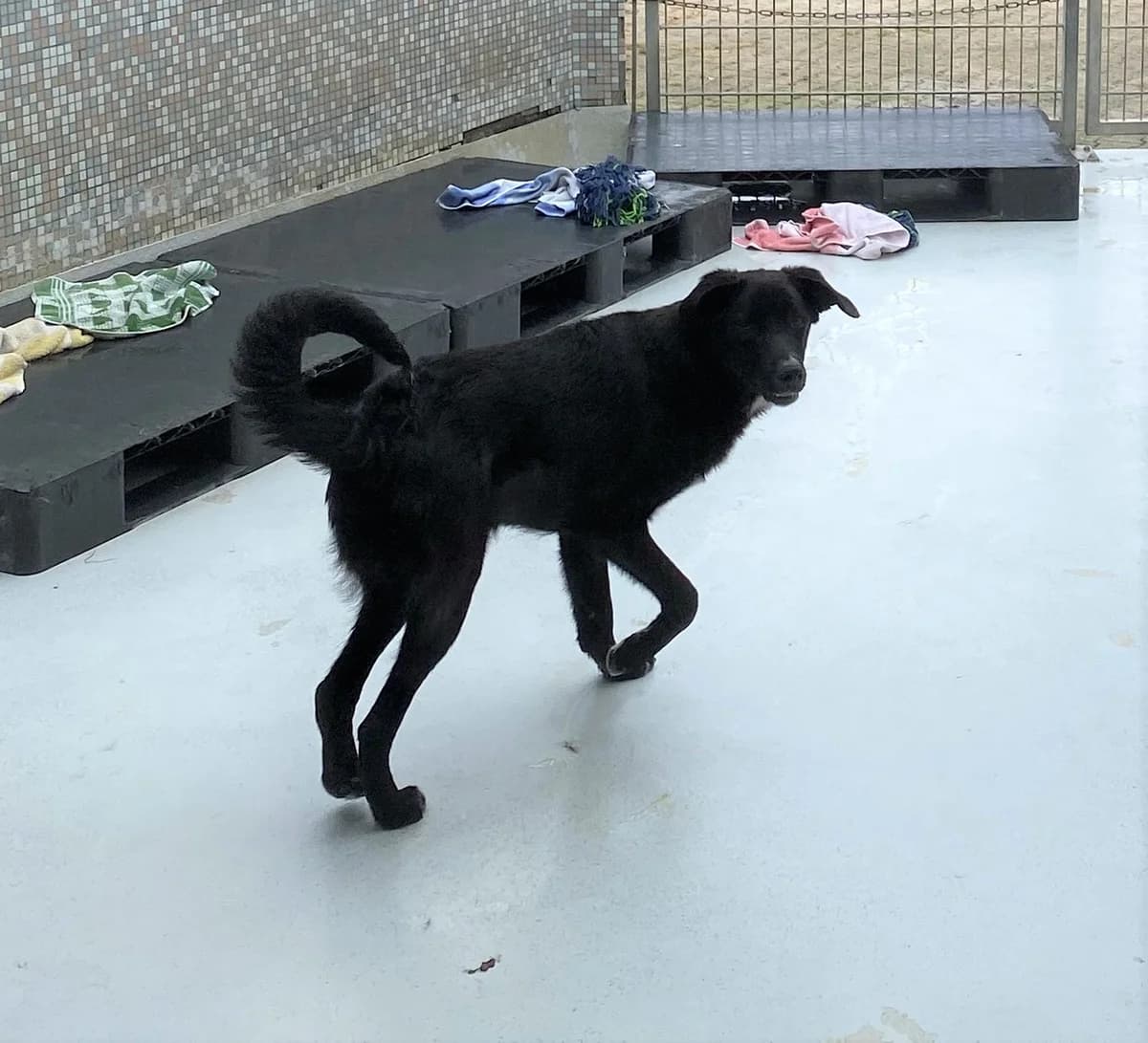 Eric, male Mixed Breed for adoption at BMT Tierheim Pfullingen, Pfullingen — photo 5 of 9