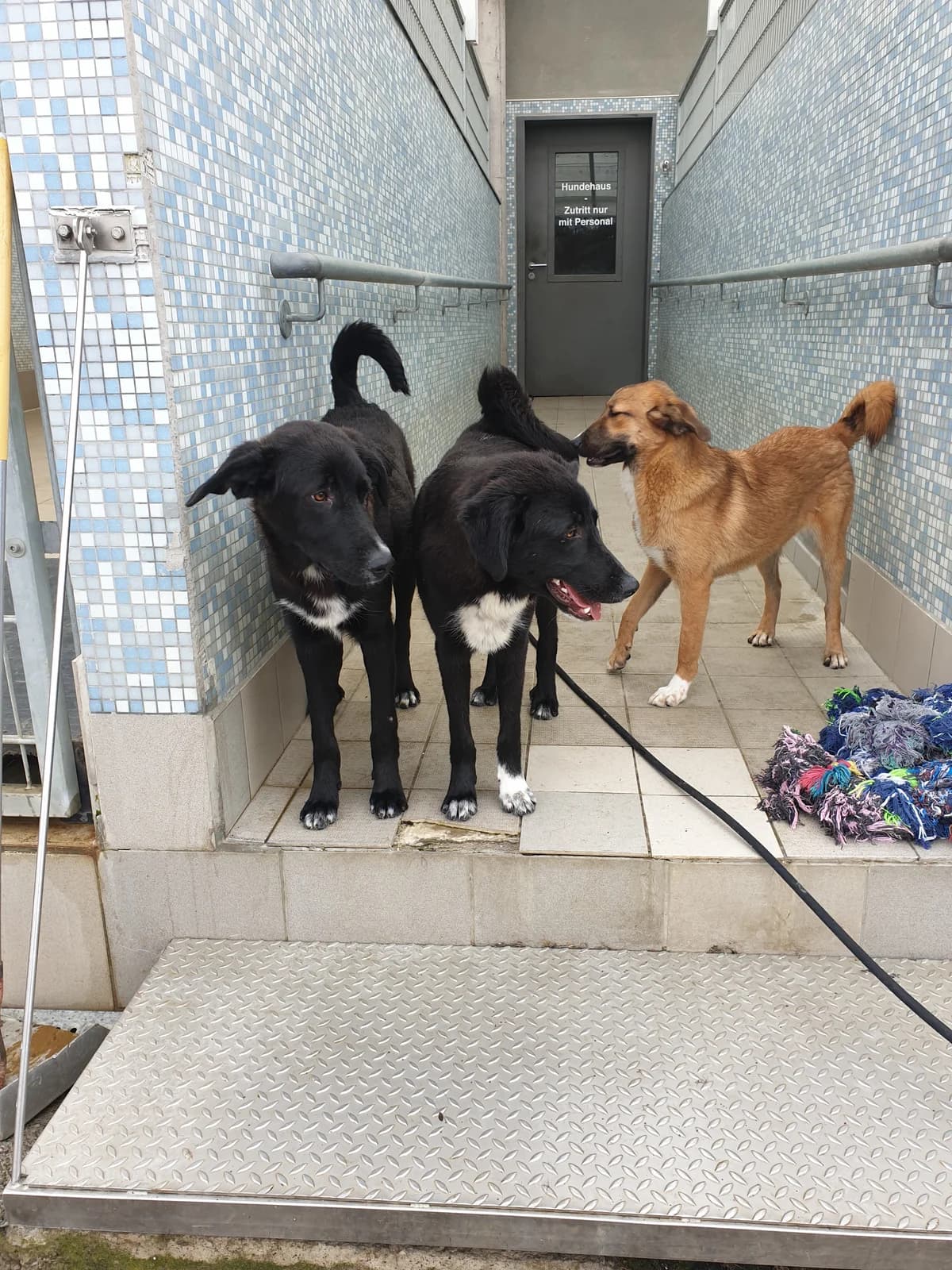 Eric, male Mixed Breed for adoption at BMT Tierheim Pfullingen, Pfullingen — photo 6 of 9