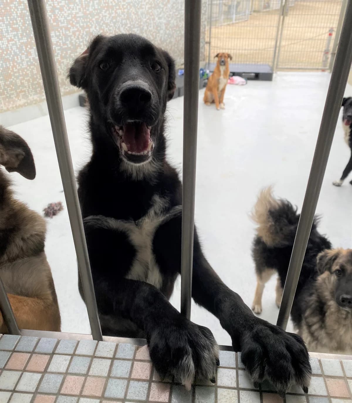 Eric, male Mixed Breed for adoption at BMT Tierheim Pfullingen, Pfullingen — photo 7 of 9