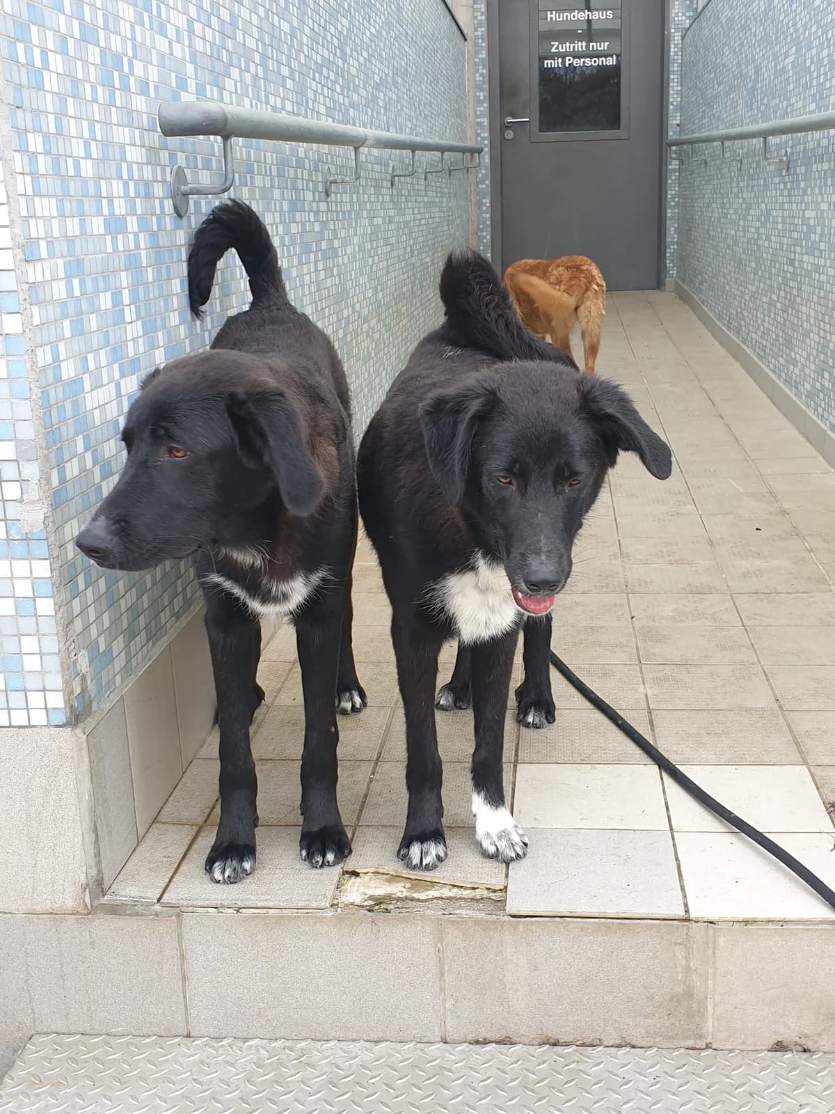 Eric, male Mixed Breed for adoption at BMT Tierheim Pfullingen, Pfullingen — photo 8 of 9