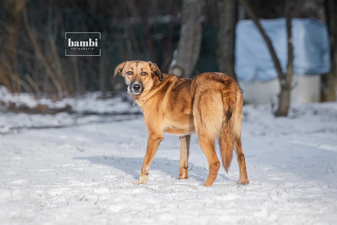 Eliza, female 3yo Mixed Breed for adoption at BMT Tierheim Pfullingen, Pfullingen