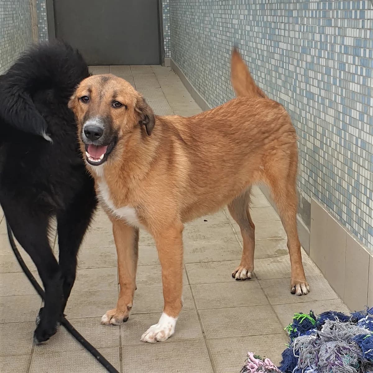 Eliza, female Mixed Breed for adoption at BMT Tierheim Pfullingen, Pfullingen — photo 2 of 7