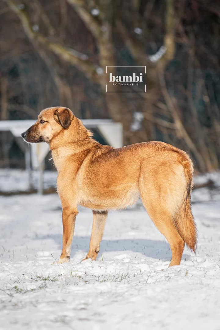 Eliza, female Mixed Breed for adoption at BMT Tierheim Pfullingen, Pfullingen — photo 3 of 7