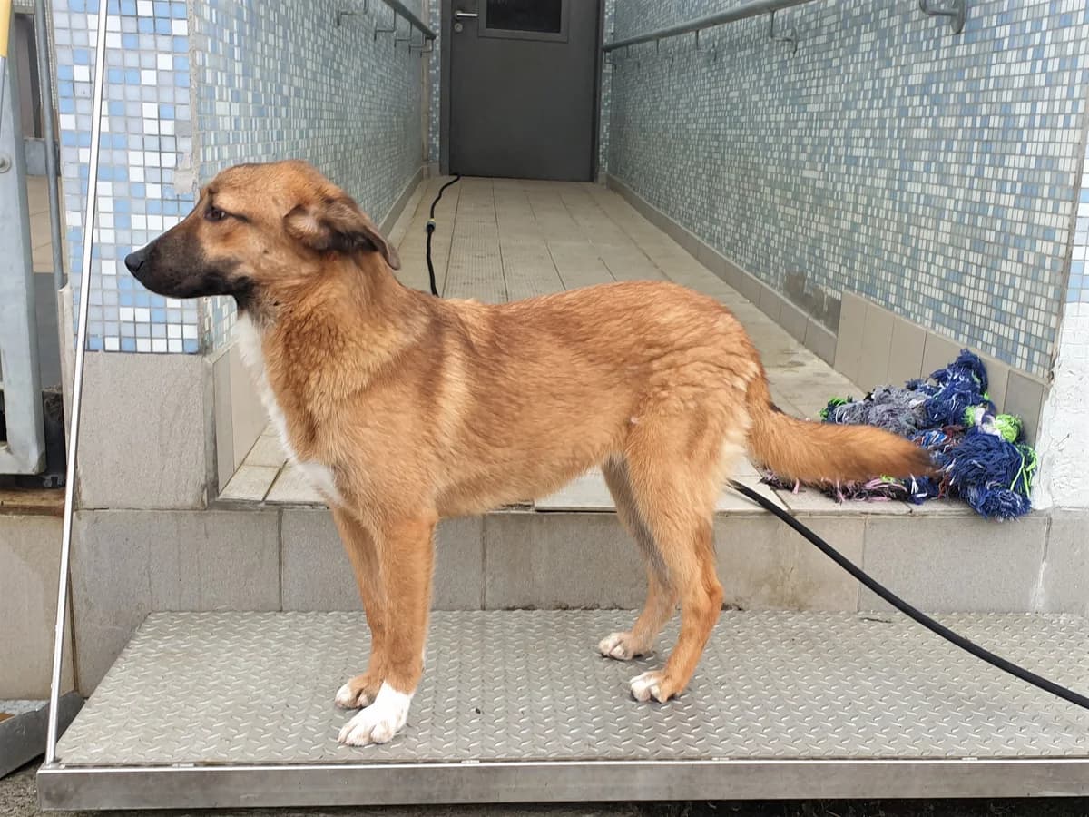 Eliza, female Mixed Breed for adoption at BMT Tierheim Pfullingen, Pfullingen — photo 4 of 7